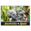 MOA POS KO2 Postcard Koala