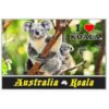 MOA POS KO4 Postcard Koala