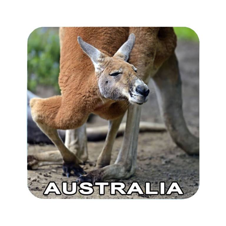 4D Roo Coaster 1 4DCOA 20