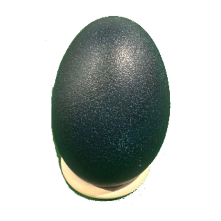 Blank Emu Egg 3 Blank Emu Egg